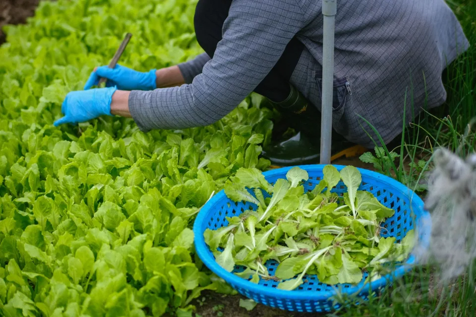 Vườn rau của Lê Thị Quầy Thương